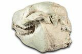 Fossil Oreodont (Merycoidodon) Skull - South Dakota #355529-6